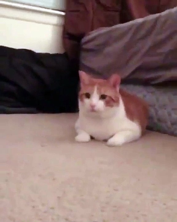 🐾Welcome to the adorable world of CatsAndBunnies! 🐰✨ In this purr-fectly