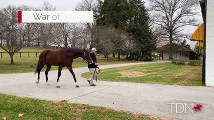 TDN Stallions: War of Will