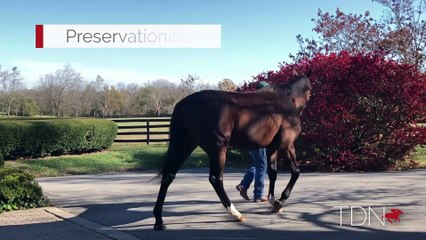 TDN Stallions: Preservationist