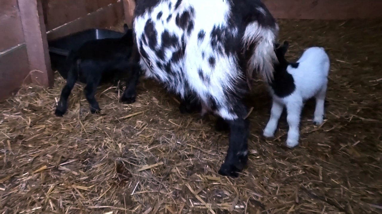 Nouveaux venus