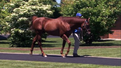 TDN Stallions: Street Boss