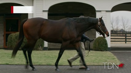 TDN Stallions: Omaha Beach