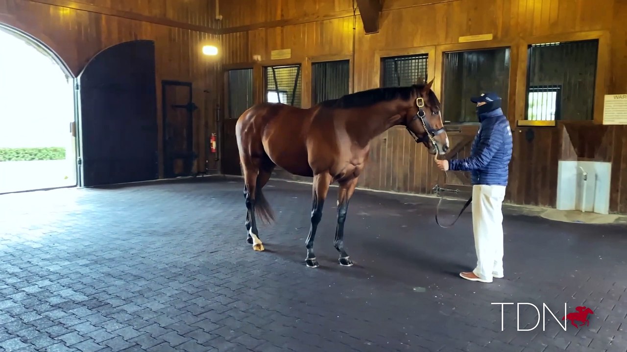 TDN Stallions: Tiz the Law