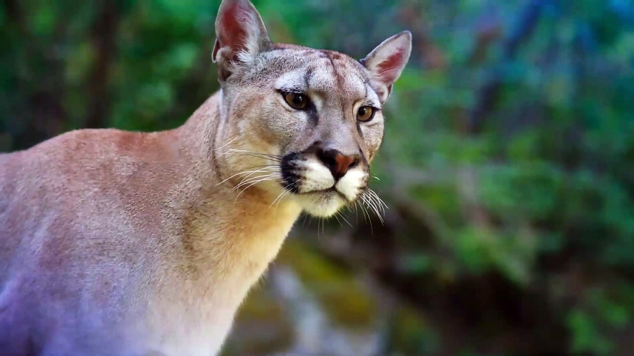 WOODWALKERS Clip Andrew Milling stellt sich Jay vor Jetzt Film