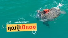 ภารกิจใจฟู... ส่ง 'คุณปู่เป้แดง' คืนสู่ท้องทะเล