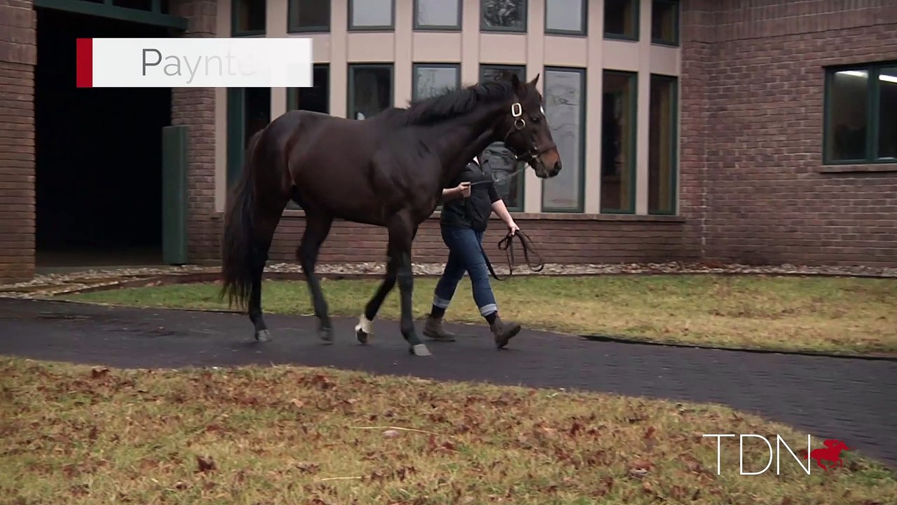 TDN Stallions: Paynter