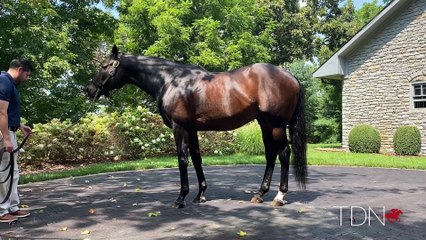 Mo Town: The Next Star for Sire of Sires Uncle Mo?