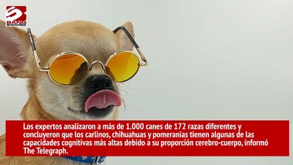 Los perros más pequeños tienen un cerebro más inteligente