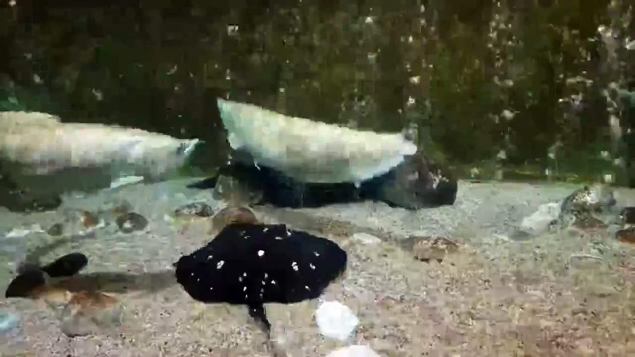 FISH 3