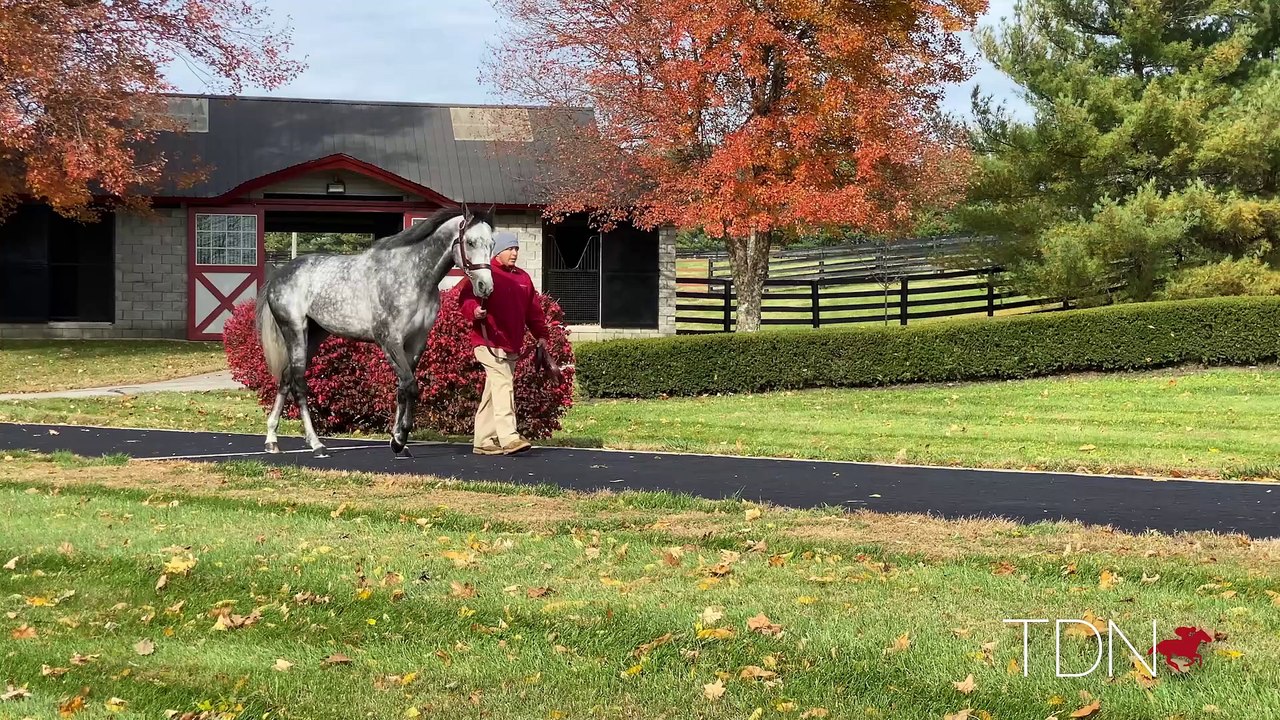 TDN Stallions: Knicks Go