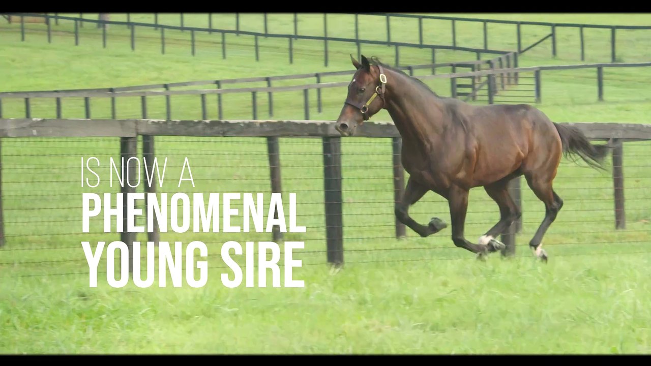 Gainesway - McKinzie