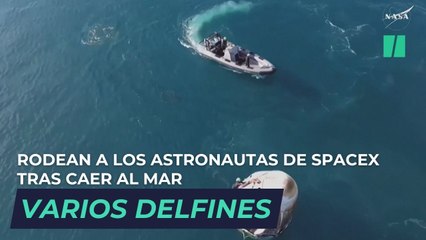 Las simpáticas imágenes de varios defines rodeando a los astronautas de SpaceX tras caer al mar