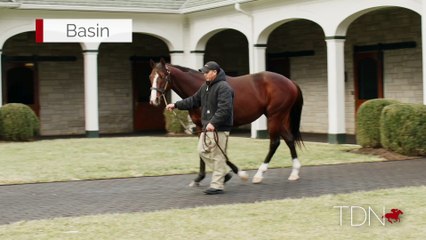 TDN Stallions: Basin