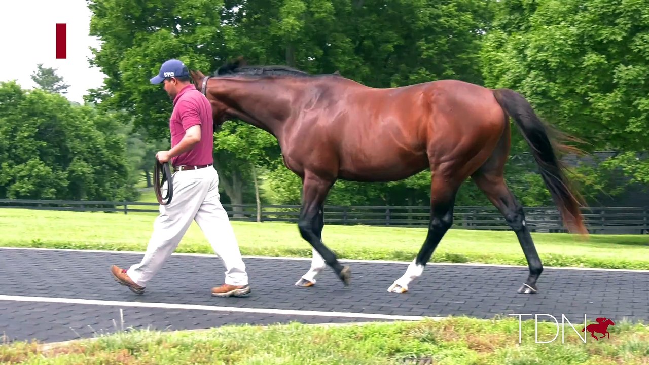 TDN Stallions: Mshawish