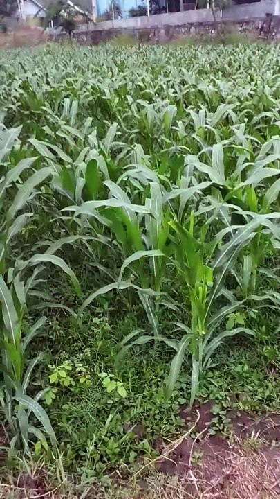 From Plowing to Planting: Growing Corn - Step by Step Part 10 I 30 day old.