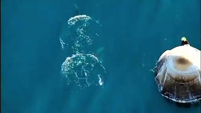 Astronautas chegaram seguros à Terra e até foram recebidos por golfinhos