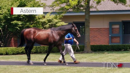 TDN Stallions: Astern