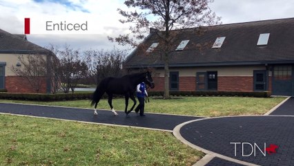 TDN Stallions: Enticed