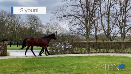 TDN Stallions: Siyouni