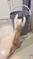 Too Cute! 😻 My Cats Can’t Stop Playing with a Basket! 🧺💕