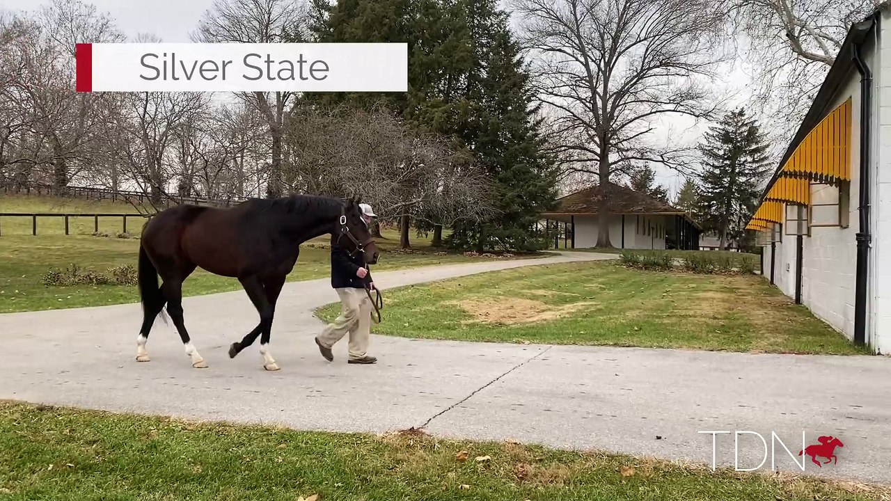 TDN Stallions: Silver State
