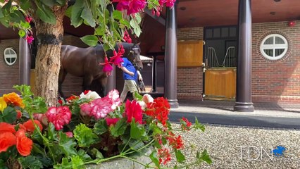 TDN Stallions: Too Darn Hot