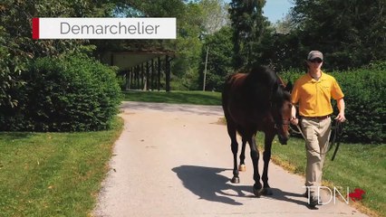 TDN Stallions: Demarchelier