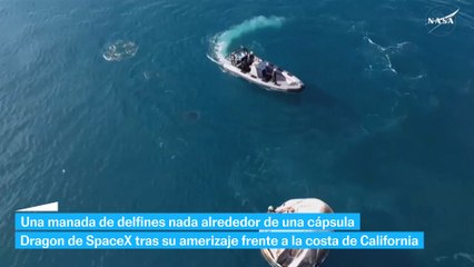 El amerizaje entre delfines de la cápsula Dragon de Space X
