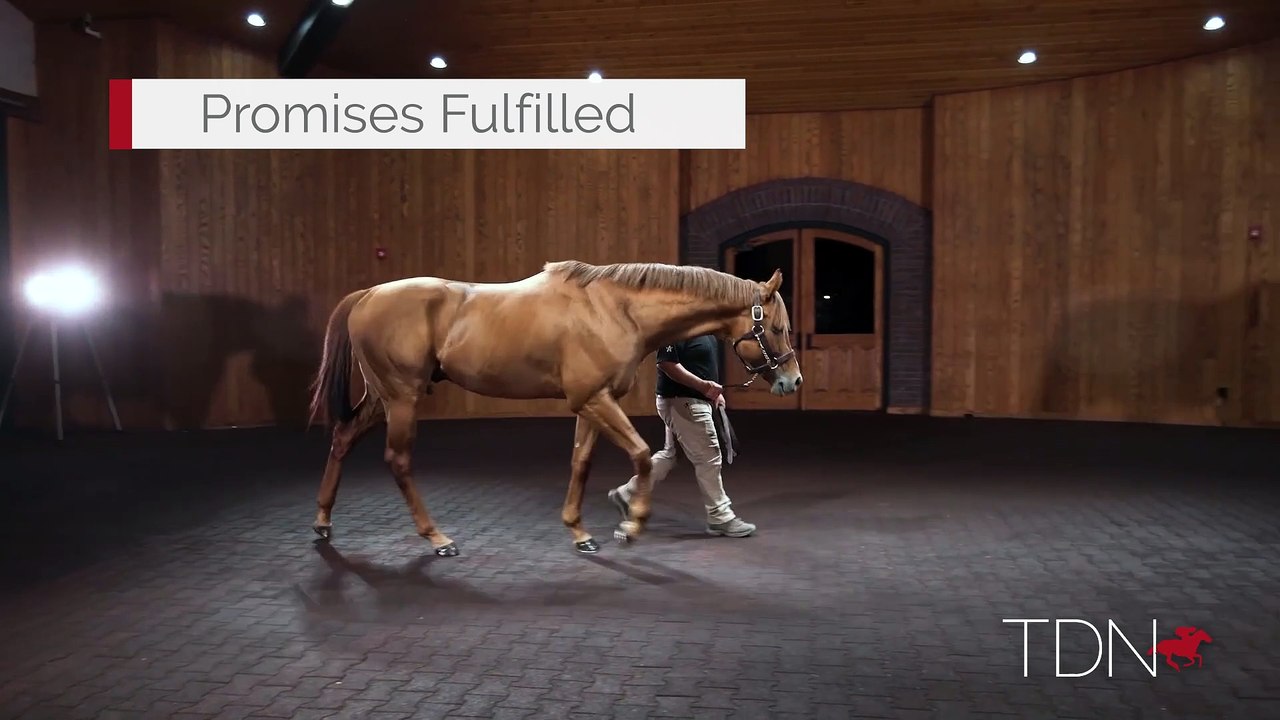 TDN Stallions: Promises Fulfilled