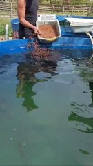 Sekiranya tidak cocok dengan satu cara dalam budidaya lele, segera ganti cara