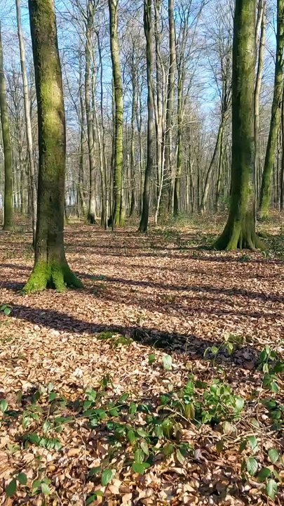 À la découverte de la forêt d'Eawy, dans le Pays de Bray en Seine-Maritime