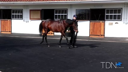 TDN Stallions: Time Test