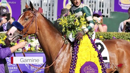 Meet Six Regally-Bred Stonestreet Foals