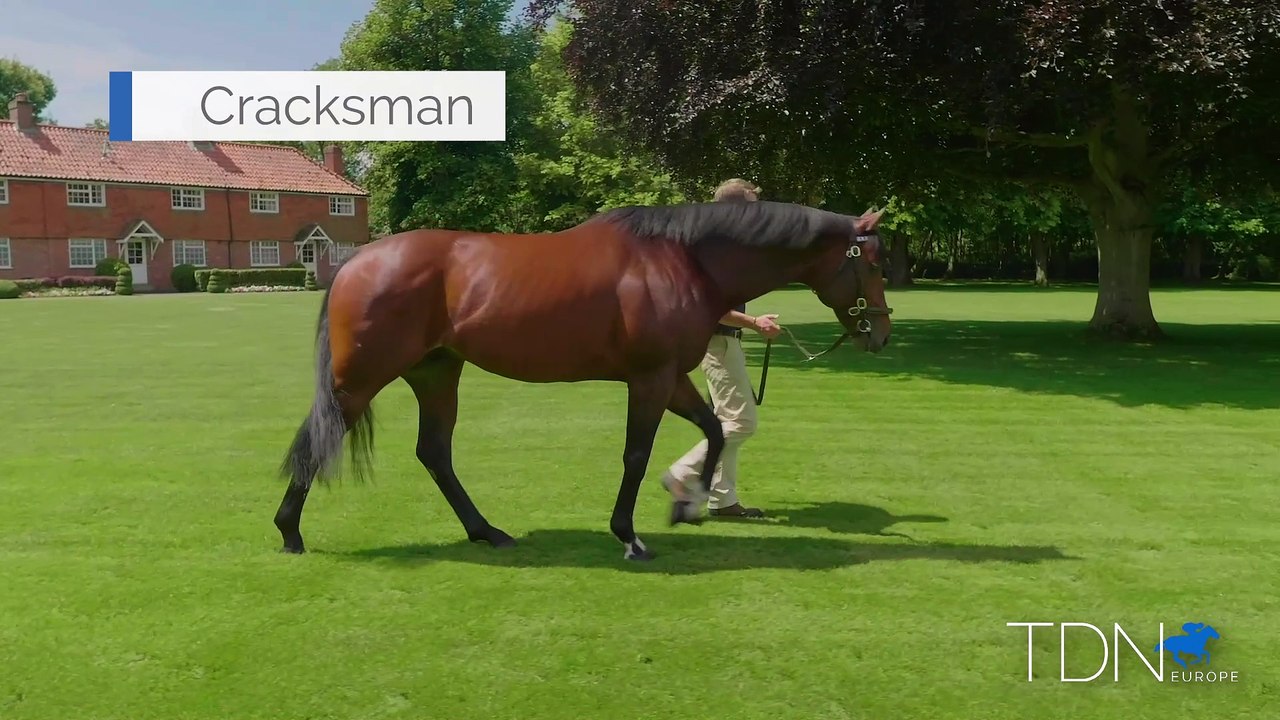 TDN Stallions: Cracksman
