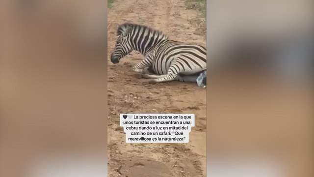 Tourists Capture Stunning Moment of Zebra Giving Birth During Safari