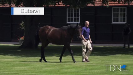 TDN Stallions: Dubawi