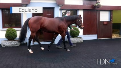 TDN Stallions: Equiano