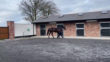 TDN Stallions: King of Change