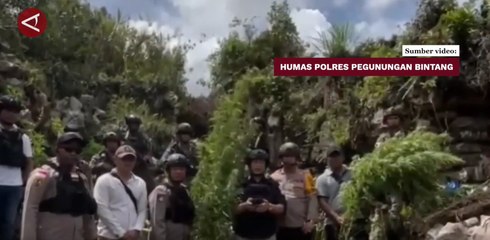 Polda Papua temukan 413 pohon ganja di Pegunungan Bintang