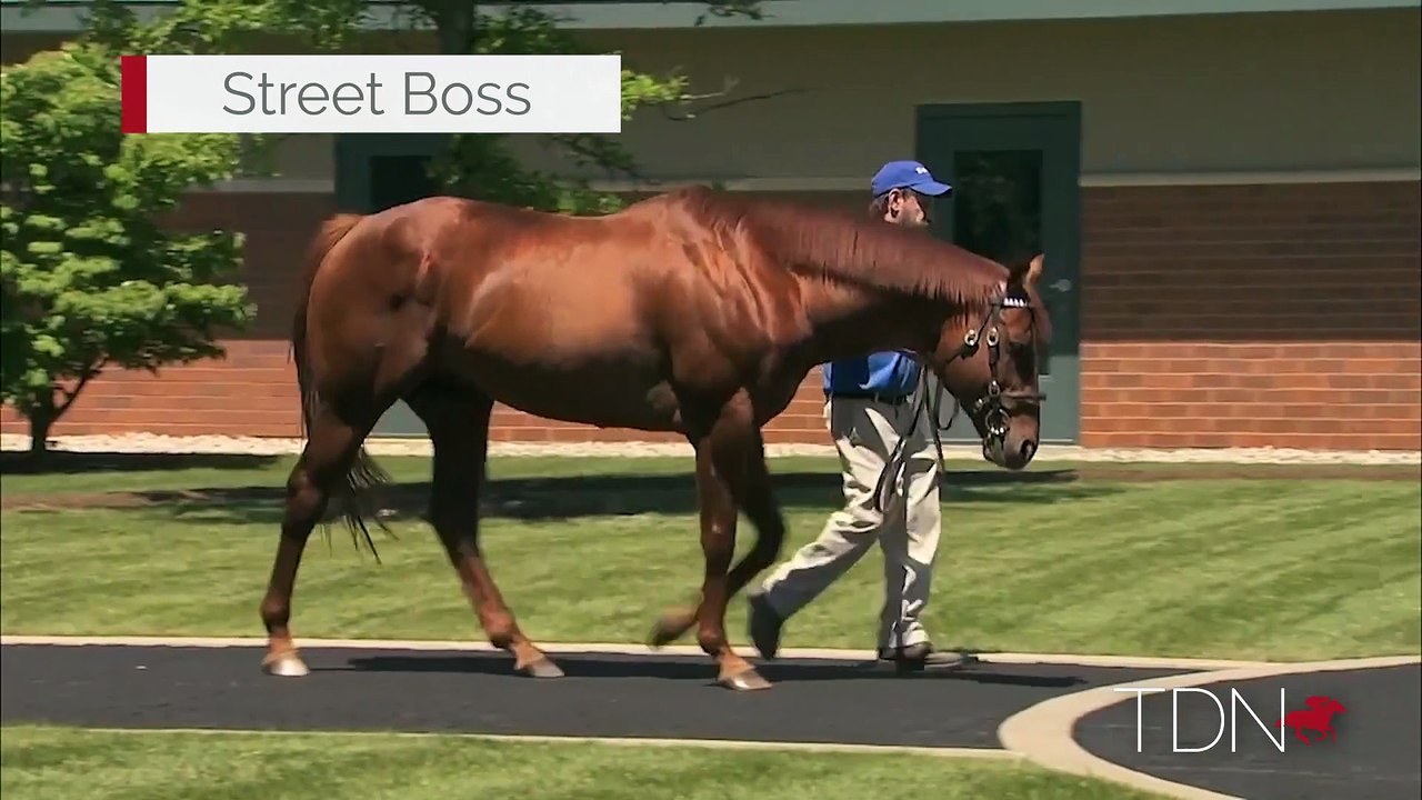 TDN Stallions: Street Boss
