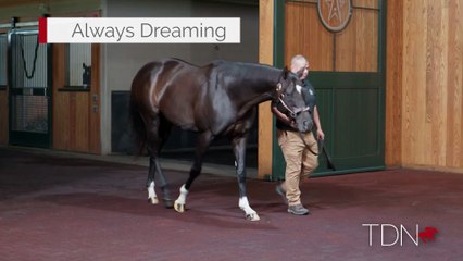 TDN Stallions: Always Dreaming