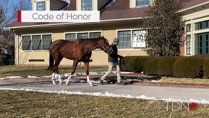 TDN Stallions: Code of Honor