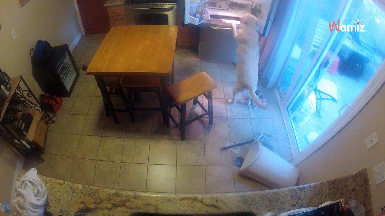 Heimliche Kameraaufnahmen beweisen: Hund kann Tricks für sich nutzen (Video)