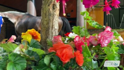 Global Expectations for Too Darn Hot