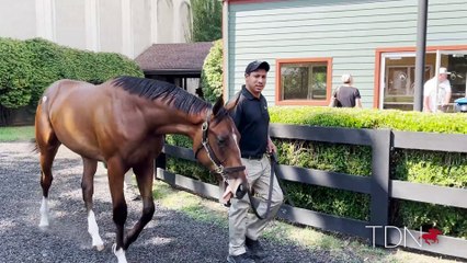Fasig-Tipton Hip 302, Curlin colt