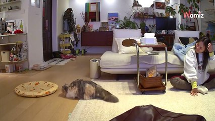 Diese Katze hat eine GENIALE Idee: Was sie dann tut, begeistert Millionen