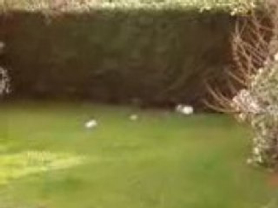 Bombe: aluminium + acide chlorydrique