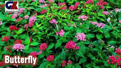 AMAZING FARM & WILDLIFE