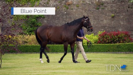 TDN Stallions: Blue Point