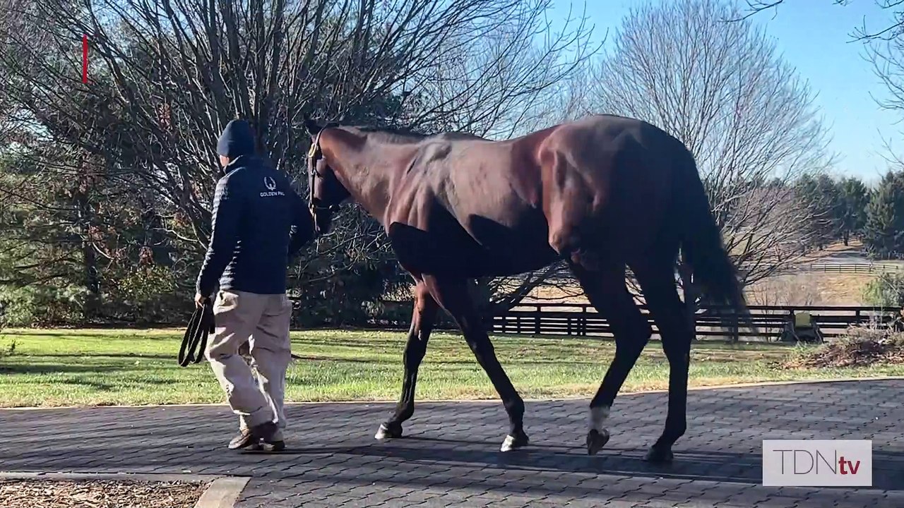 TDN Stallions: Golden Pal